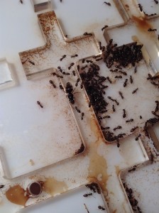 [Blog] Les Messor barbarus d'Etienne, IMG_1128.jpg