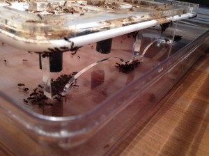 [Blog] Les Messor barbarus d'Etienne, IMG_1132.JPG