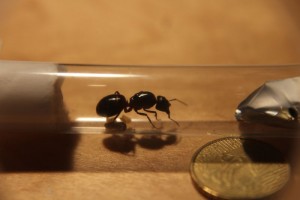 [Camponotus ligniperdus] Camponotus sp., IMG_2149__1381651552_78.192.42.187.jpg