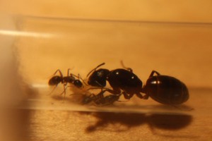 [Camponotus ligniperdus] Camponotus sp., IMG_2166__1381651632_78.192.42.187.jpg