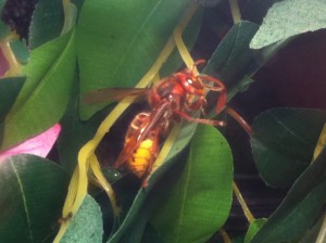 [Blog] Crematogaster scutellaris, Photo22.jpg