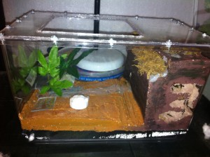 [Blog] Mes Camponotus Cruentatus 2, Photo1.jpg