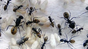 **Fin** [Blog] Camponotus fulvopilosus, -DSC00369.jpg
