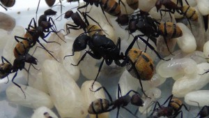 **Fin** [Blog] Camponotus fulvopilosus, -DSC00373.jpg