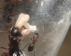 une autre, on voit la mutante à côté de l'ouvrière de droite !, [Blog] Camponotus ligniperdus par Moustik