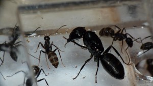 Photo 3, [Blog] Camponotus vagus