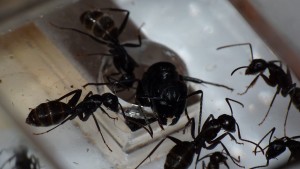Photo 4, [Blog] Camponotus vagus