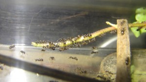 Elevage de pucerons made in Seednoir, Pucerons 2.jpg