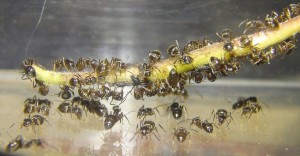 Elevage de pucerons made in Seednoir, Pucerons 3.jpg