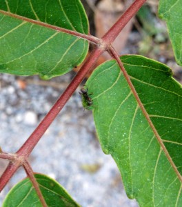 [Formica] Demande d'identification ouvrière (Messor ?), image.jpg