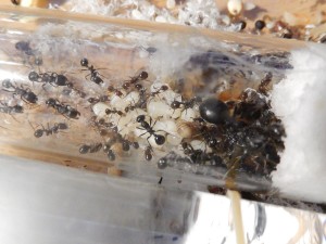 [Blog] Messor arenarius, DSCN1656.JPG