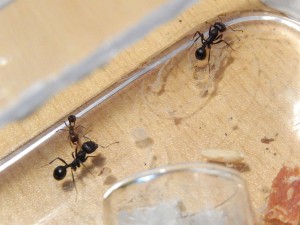 [Blog] Messor arenarius, DSCN1541.JPG