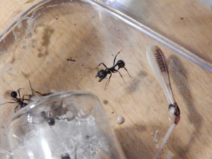 [Blog] Messor arenarius, DSCN1670.JPG