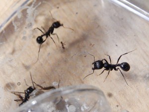 [Blog] Messor arenarius, DSCN1671.JPG