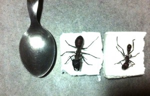 Camponotus gigas vs Paraponera clavata, Photo3.jpg