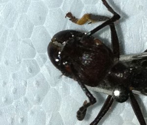 Camponotus gigas vs Paraponera clavata, Photo5.jpg
