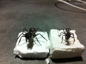 Camponotus gigas vs Paraponera clavata, Photo2.jpg