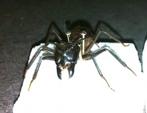 Camponotus gigas vs Paraponera clavata, Photo1.jpg