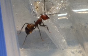 [Blog] Camponotus nicobarensis, Photo2.jpg