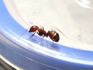 [Blog] Camponotus nicobarensis, Photo3.jpg