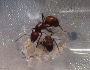[Blog] Camponotus nicobarensis, Photo1.jpg