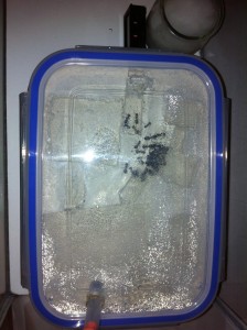 [Blog] Camponotus nicobarensis, Photo8.jpg