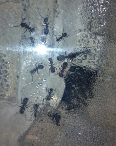 [Blog] Camponotus nicobarensis, Photo9.jpg