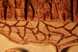 Premier essai nid, IMG_1432__1384619654_80.12.100.78.jpg