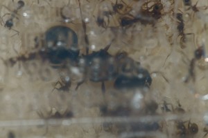 Belle qualité n'est-ce pas...? +_+, [Blog] Pheidole sinica (Scott)