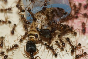 Grillon, [Blog] Pheidole sinica (Scott)