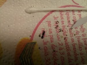 [Tetramorium] Demande d'identification, 1 (Copier).jpg