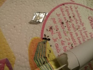 [Tetramorium] Demande d'identification, 2 (Copier).jpg