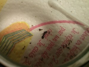 [Tetramorium] Demande d'identification, 3 (Copier).jpg