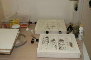 [Blog] Les Messor barbarus de Mrpatate, 032 Messor barbarus _ 03.07.2012__1384888983_90.96.13.105.jpg