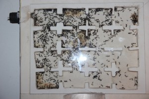 [Blog] Les Messor barbarus de Mrpatate, 054 Messor barbarus _ 08.05.2013__1384890228_90.96.13.105.jpg