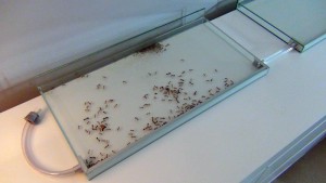[Blog] Camponotus maculatus (Libertango), ---DSC00419.jpg