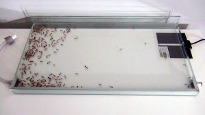 [Blog] Camponotus maculatus (Libertango), ---DSC00424.jpg