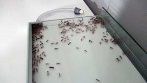 [Blog] Camponotus maculatus (Libertango), ---DSC00425.jpg