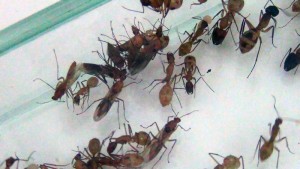 [Blog] Camponotus maculatus (Libertango), --DSC00428.jpg