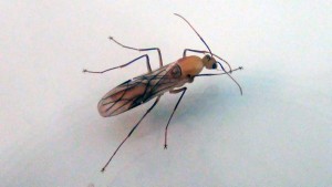 [Blog] Camponotus maculatus (Libertango), ---DSC00423b.jpg