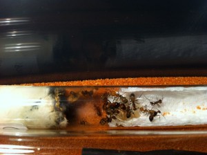 [Blog] Camponotus nicobarensis, IMG_0588[1]__1386195703_86.74.65.39.jpg