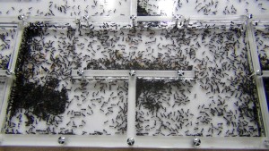 [Blog] Camponotus dolendus, --DSC00444.jpg