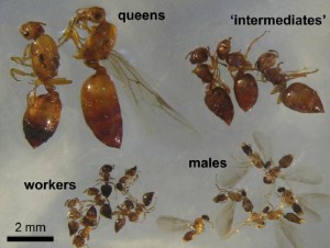 Des soldats chez Crematogaster ?, Sans titreh.jpg