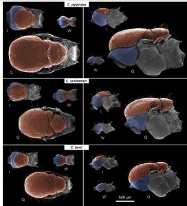 Des soldats chez Crematogaster ?, thorax.jpg