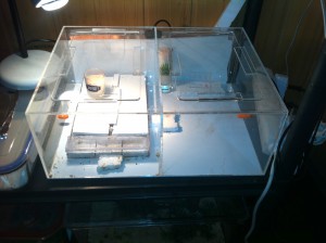 [Blog] Pheidole sinica de Raphaël, Photo1.jpg