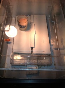 [Blog] Pheidole sinica de Raphaël, Photo3.jpg