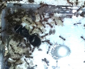 [Blog] Pheidole sinica de Raphaël, Photo6.jpg