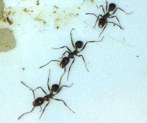 [Blog] Pheidole sinica de Raphaël, Photo9.jpg
