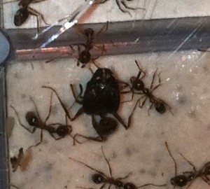 [Blog] Pheidole sinica de Raphaël, Photo8.jpg