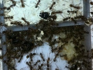 [Blog] Pheidole sinica de Raphaël, Photo7.jpg